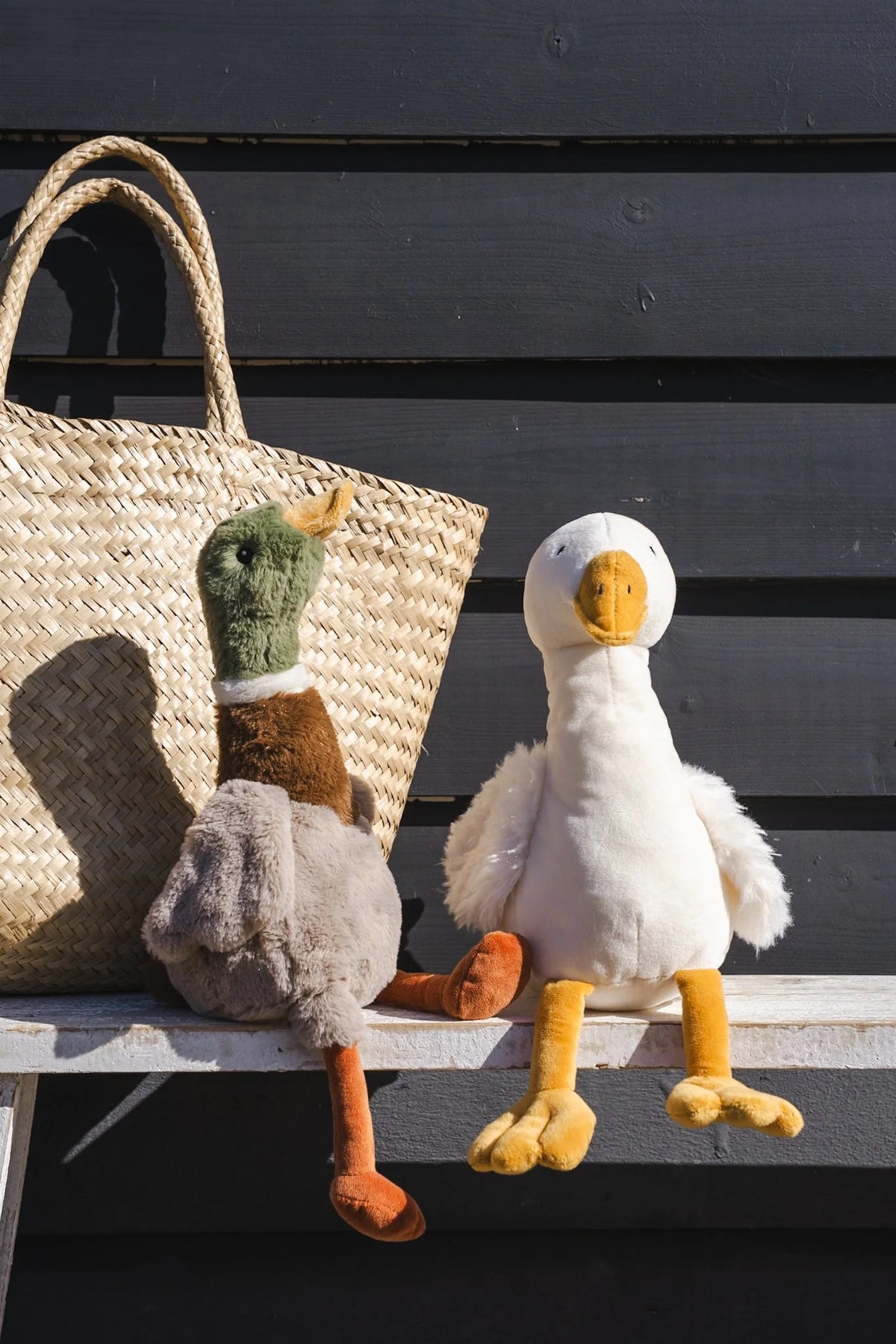 Hugo the Mallard Duck