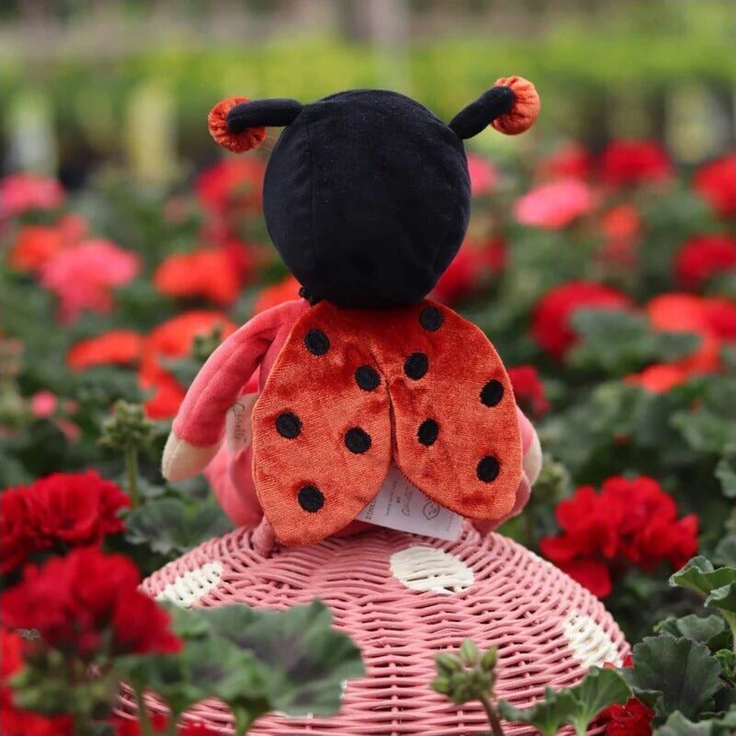Olli Ella Dinky Dinkum Lola Ladybug | Aster & Ruby